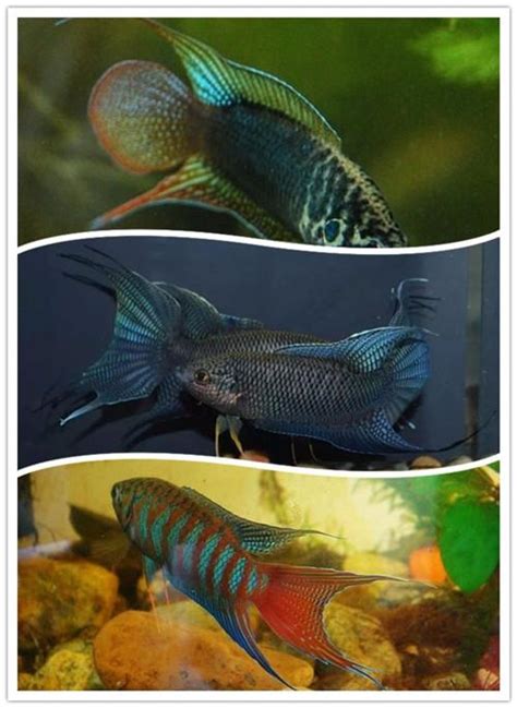 養魚 種類|整理：9種適合新手飼養的小型觀賞魚！